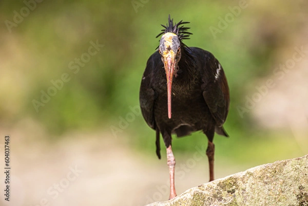 Obraz Waldrapp Ibis