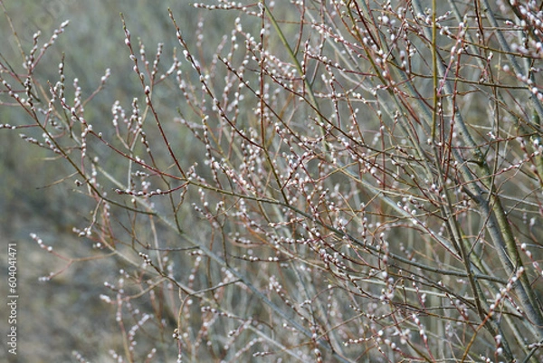 Obraz beautiful spring blossom tree with catkins on blurring background