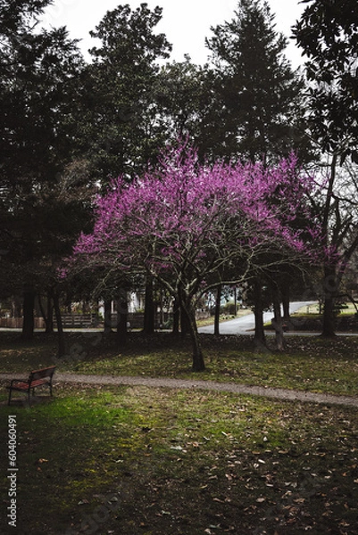 Obraz spring in the park