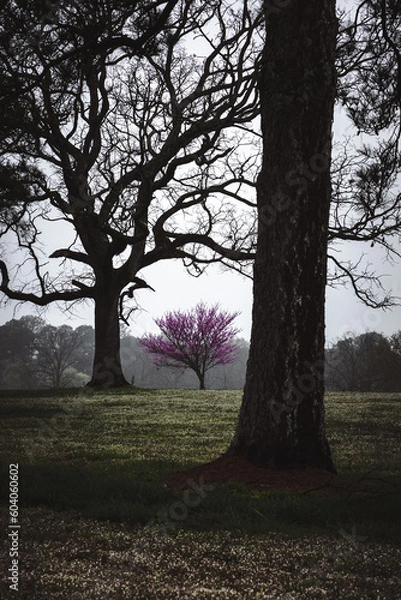 Obraz trees in the park