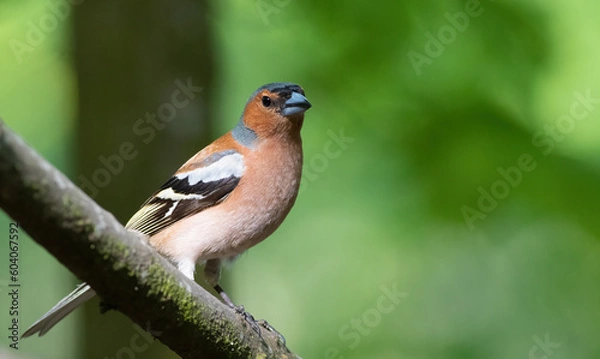 Fototapeta Common chaffinch, Fringilla coelebs. A bird in the forest sits on a branch on a beautiful background
