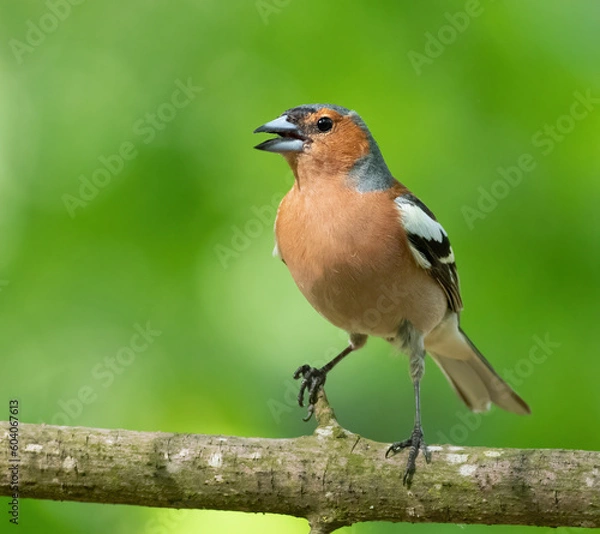 Fototapeta Common chaffinch, Fringilla coelebs. A male bird sings while sitting on a tree branch in the woods
