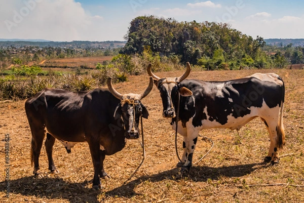 Obraz Farm for traditional livestock with cows and for the cultivation of organic tobacco in the region of Vinales in Cuba