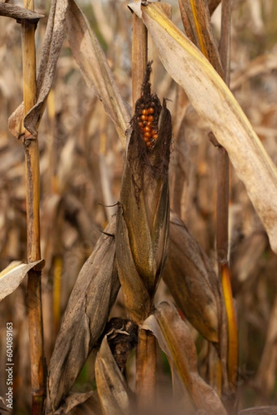 Fototapeta millstone