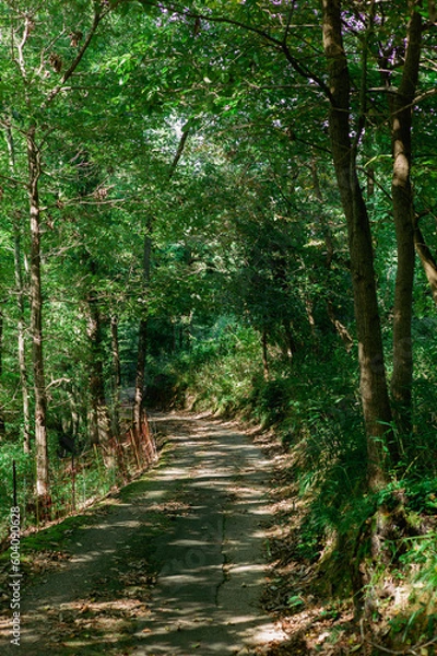 Obraz 晴れた夏の日の緑の森の小道