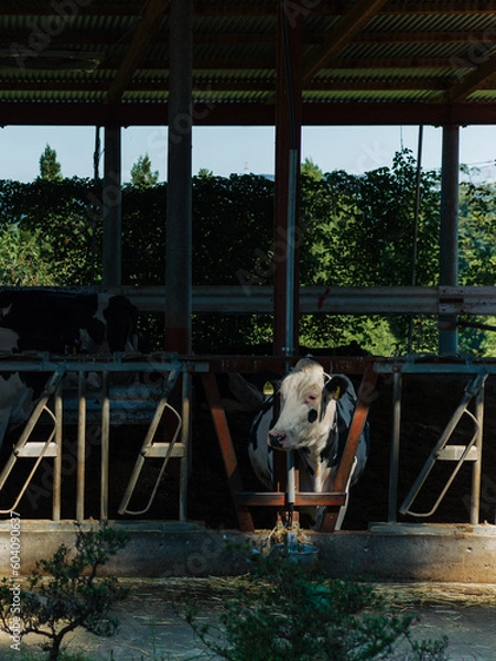 Obraz 岡山県の村の厩舎の牛たち