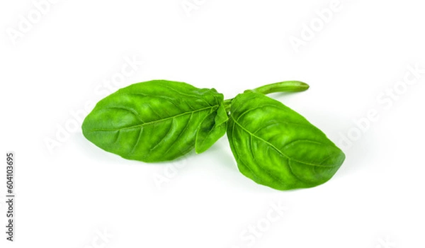 Fototapeta basil on white background