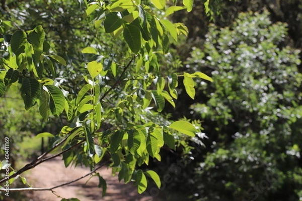 Obraz Ramas de Nogal
Bosque