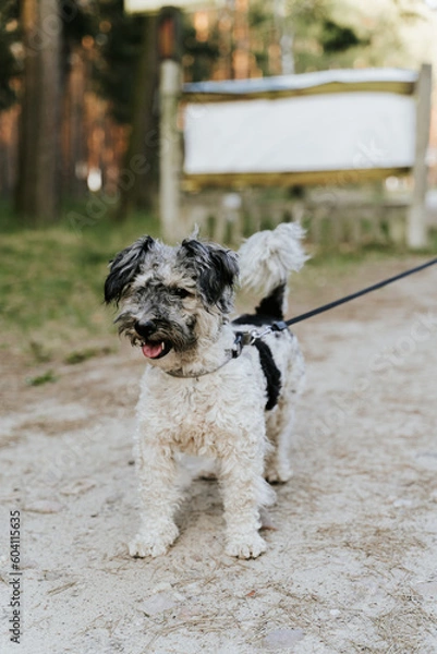 Obraz Szczęśliwy pies, spacer z psem