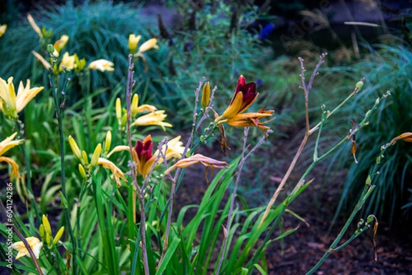 Obraz Arboretum Walkthrough Day With Ducks