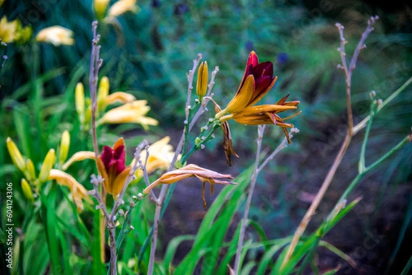 Obraz Arboretum Walkthrough Day With Ducks