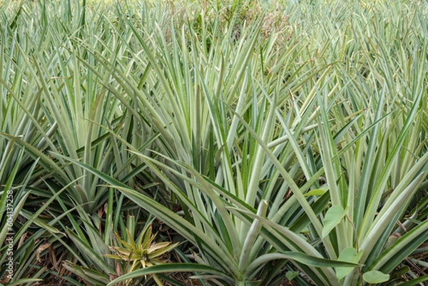 Fototapeta Pineapple farm.