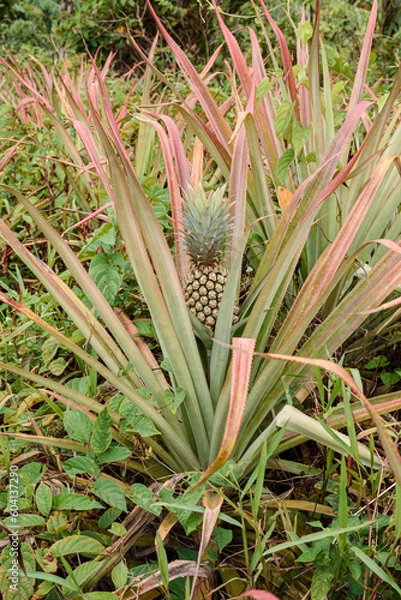 Fototapeta Young pineapple.