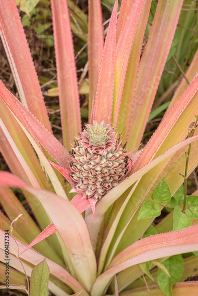 Fototapeta A young pineapple on its parent plant.