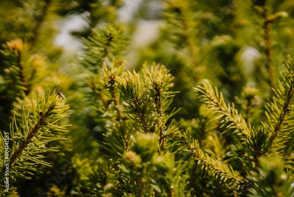 Fototapeta Green fir branches background, nature. Spruce branches, full frame. Close-up.