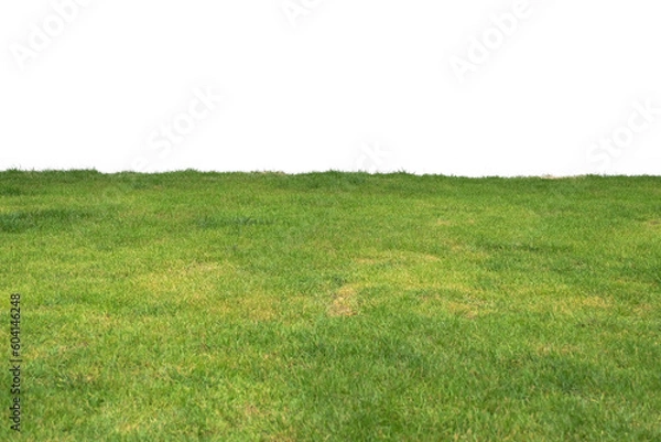 Obraz green grass on white background