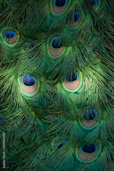 Obraz Peacock feathers