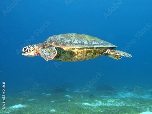 Obraz Green turtle