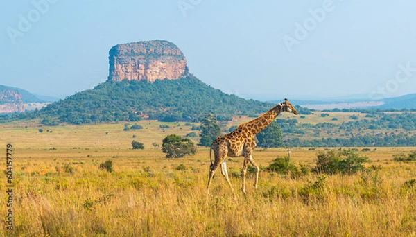 Fototapeta Giraffe (Giraffa camelopardalis) Panorama w afrykańskiej sawannie z formacją geologiczną Butte, Entabeni Safari Reserve, prowincja Limpopo, Republika Południowej Afryki.