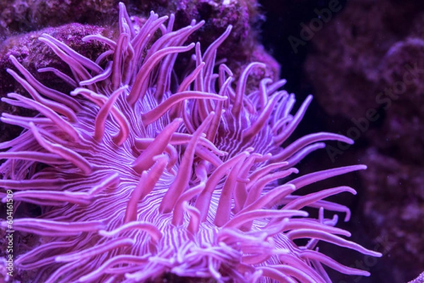 Fototapeta Striped Long Tentacle Anemone - Macrodactyla doreensis in underwater