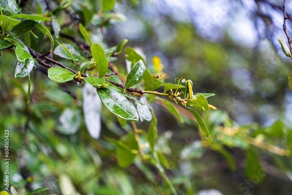 Fototapeta leaves on a tree