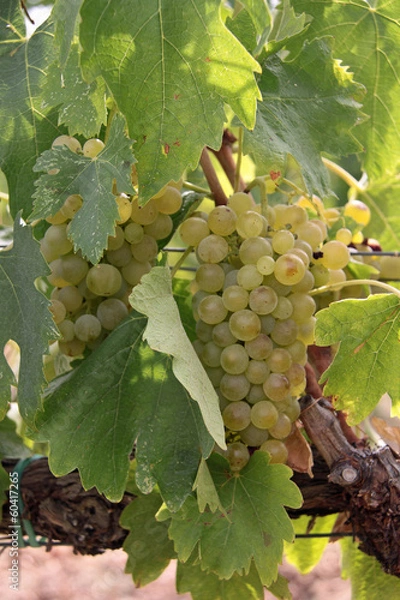 Fototapeta Weißweintrauben
