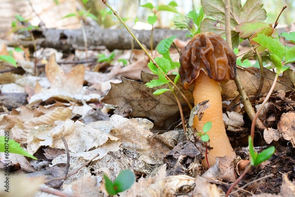 Fototapeta Verpa Conica or Thimble Morel, or Bell Morel mushroom