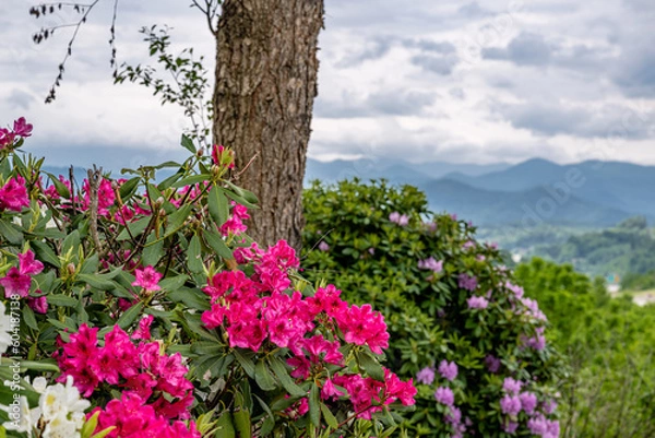 Obraz flowery mountain landscape