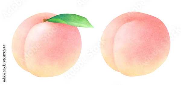 Obraz かわいい桃と葉の水彩イラスト_新鮮でカラフルなフルーツ