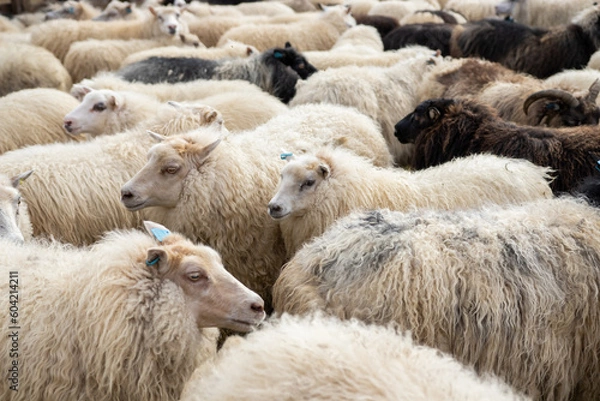 Fototapeta Icelandic Sheep Graze at Mountain Meadow, Group of Domestic Animal in Clear Nature. Beautiful Highlands in Iceland. Ecologically Clean Lamb Meat and Wool Production. Scenic Area