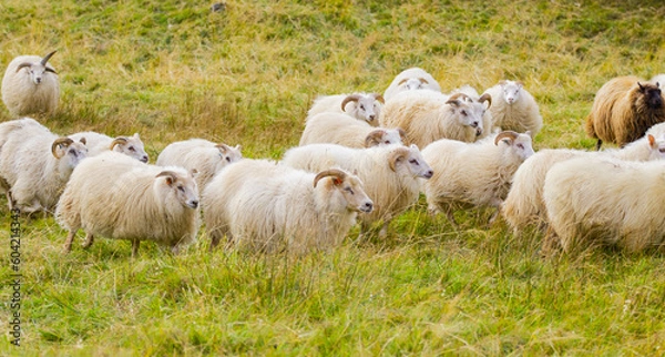 Fototapeta Icelandic Sheep Graze at Mountain Meadow, Group of Domestic Animal in Clear Nature. Beautiful Highlands in Iceland. Ecologically Clean Lamb Meat and Wool Production. Scenic Area