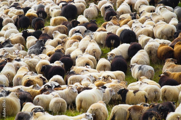 Fototapeta Icelandic Sheep Graze at Mountain Meadow, Group of Domestic Animal in Clear Nature. Beautiful Highlands in Iceland. Ecologically Clean Lamb Meat and Wool Production. Scenic Area
