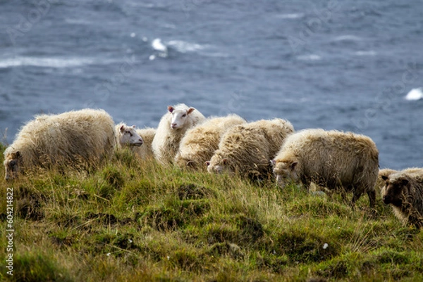Fototapeta Icelandic Sheep Graze at Mountain Meadow, Group of Domestic Animal in Clear Nature. Beautiful Highlands in Iceland. Ecologically Clean Lamb Meat and Wool Production. Scenic Area