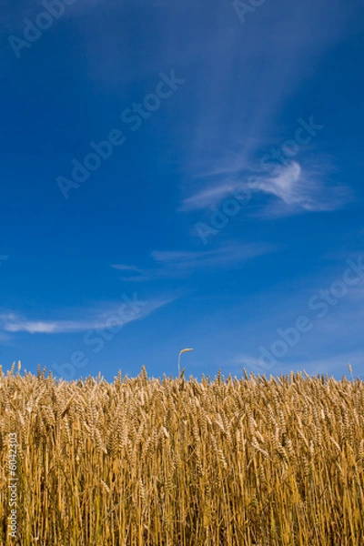 Fototapeta Wheat field under the blue skies. 