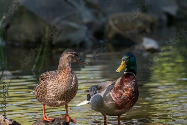 Obraz Male and female ducks enjoying the sun