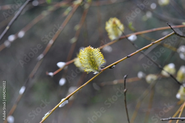 Obraz willow branch with catkins
