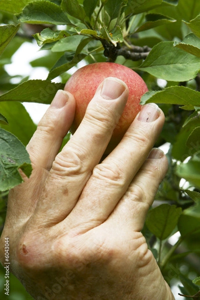 Fototapeta Apple picking