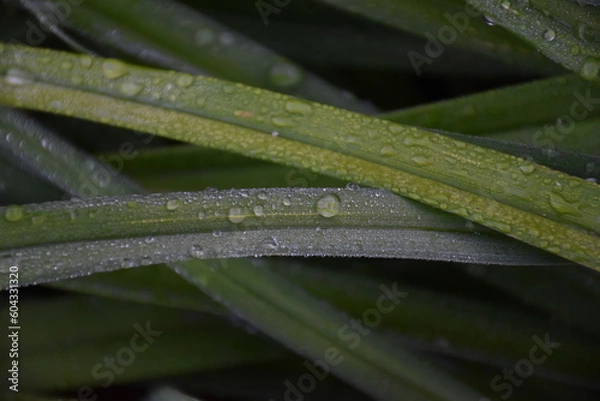 Fototapeta Raindrops on Green Grass Stems
