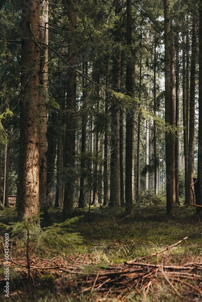 Obraz Waldstück bei Nebel