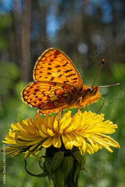 Obraz Beautiful butterfly on a dandelion flower on a background of trees