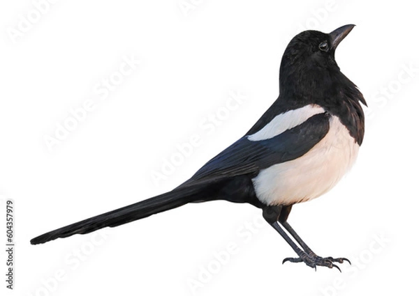 Fototapeta Eurasian Magpie or Common Magpie (Pica pica), isolated on white background