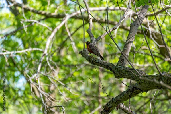Fototapeta A Robin Perched In A Tree In Spring