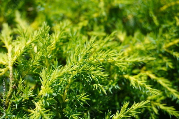 Fototapeta green grass background