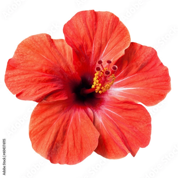 Obraz bright red hibiscus flower isolated