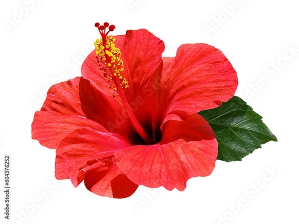 Obraz bright red hibiscus flower isolated