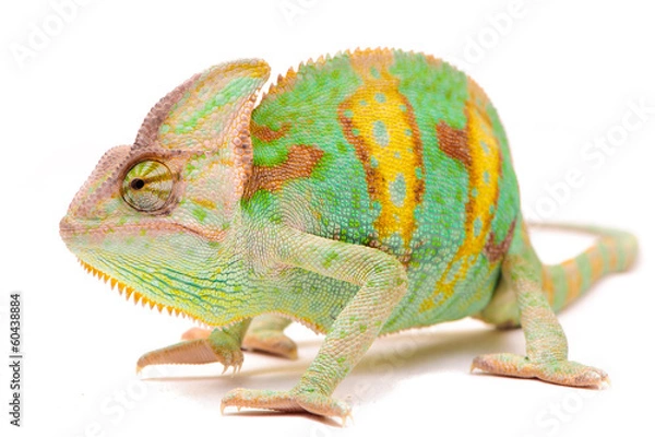 Obraz Jeden kameleon jemeński