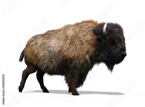 Obraz Buffalo
