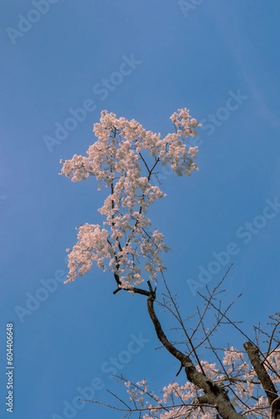 Fototapeta cherry blossom
