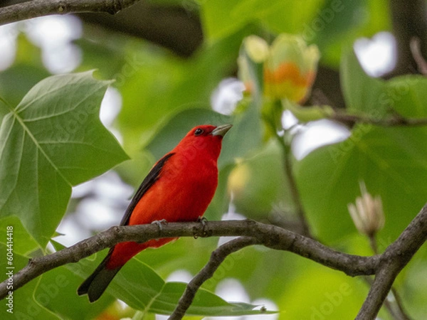 Obraz Scarlet Tanager Perching