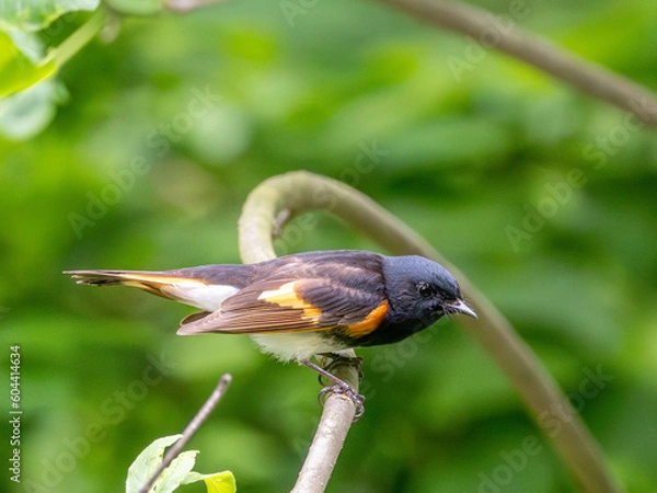 Obraz American Redstart Perched